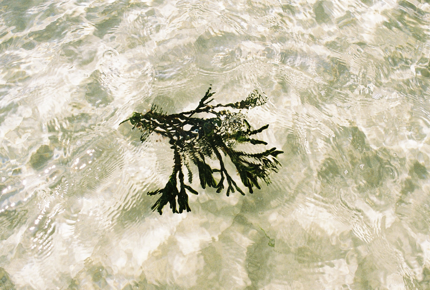 Seagrass