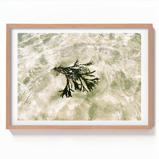 Seagrass