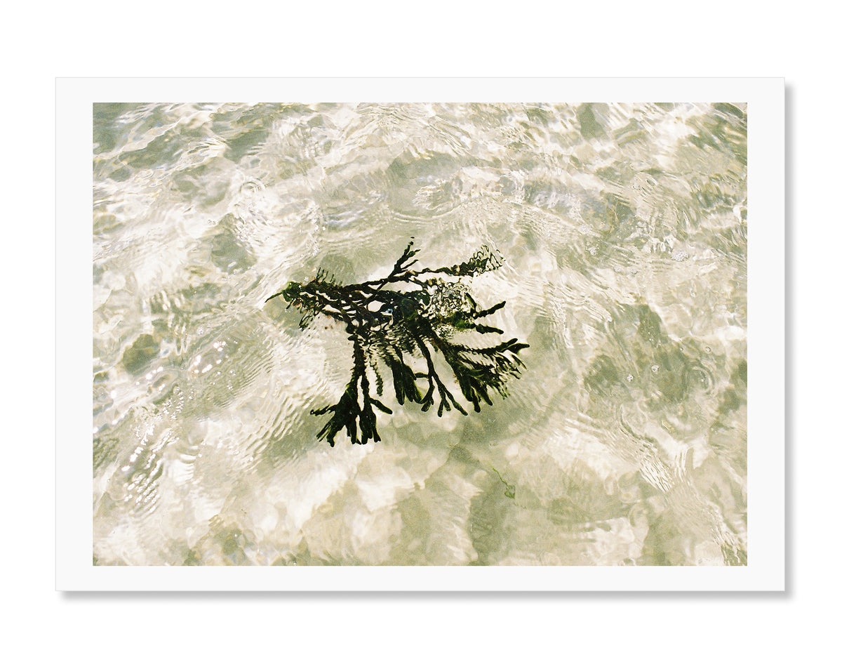 Seagrass