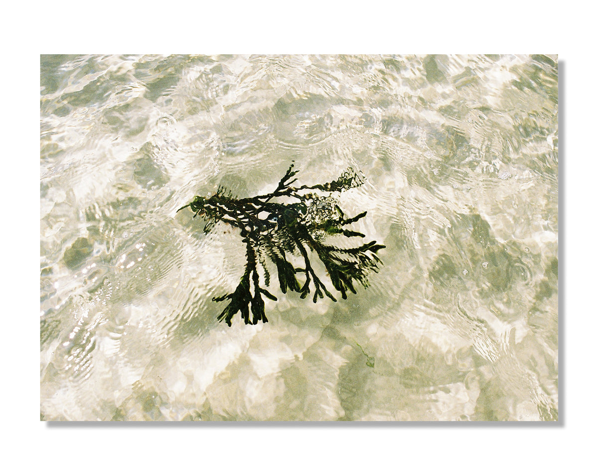 Seagrass