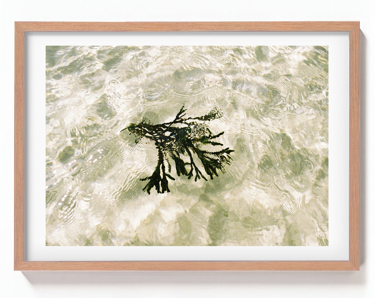 Seagrass