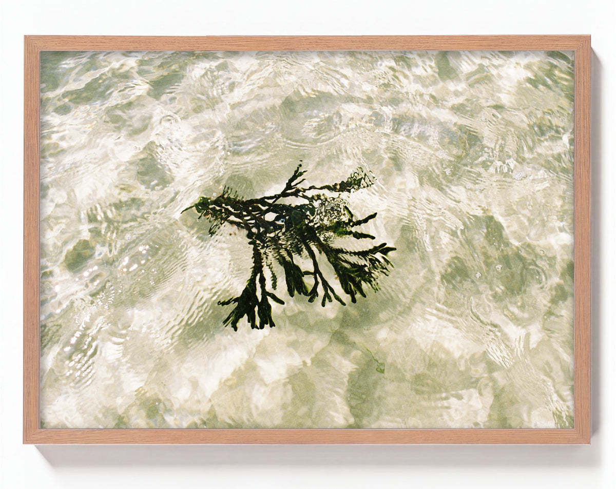 Seagrass