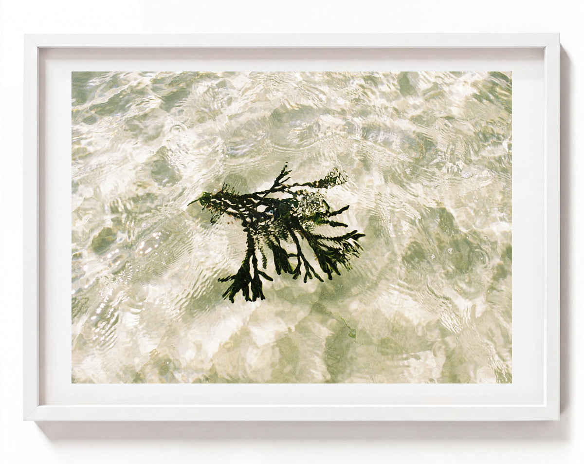 Seagrass