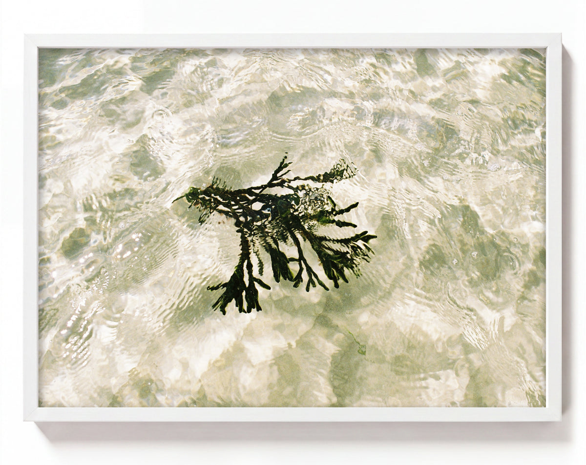 Seagrass